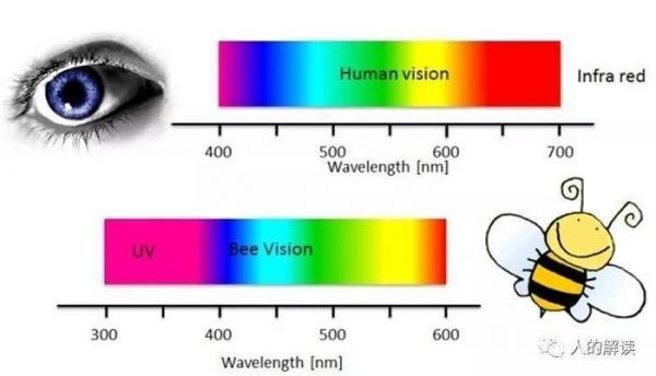 人的视觉光线图（人的视觉光谱）-图2