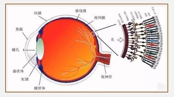 80年代认为视觉过程是（论述视觉形成的全过程）-图3