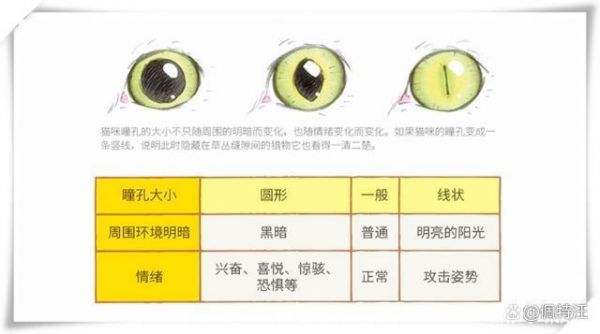 瞳孔不能变焦（瞳孔不能缩小怎么办）