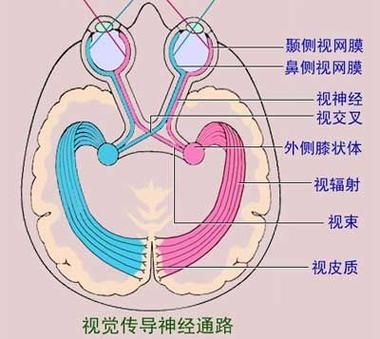 罗文杰盛装视觉的简单介绍-图1