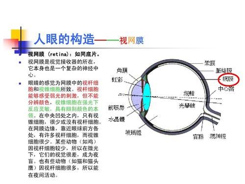 人眼的视觉习惯（人眼的视觉要素包括）