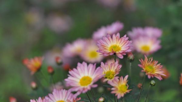 鲜花满足视觉（鲜花充满的世界到底在哪里）-图2