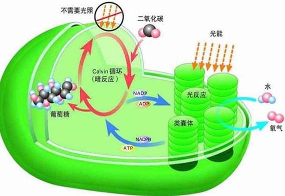 光合视觉（光合视线）-图2